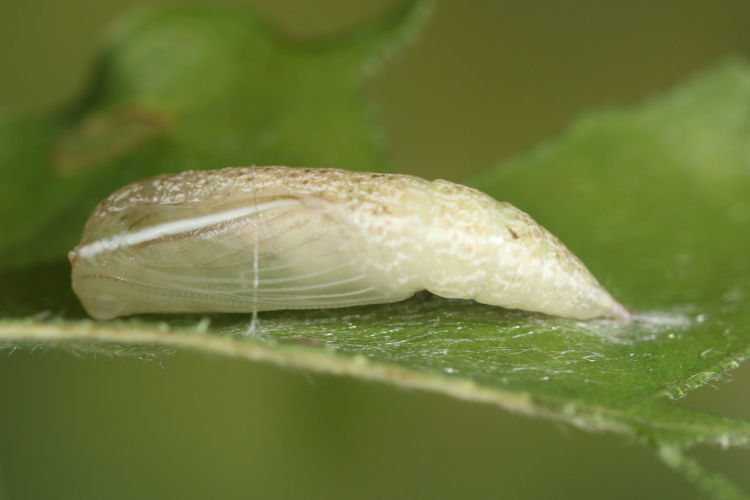 Cyclophora ruficiliaria: Bild 31