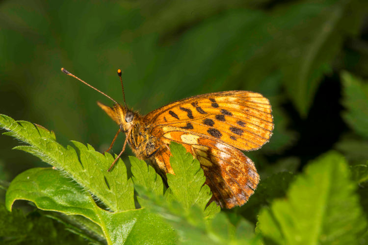 Cyclophora ruficiliaria: Bild 32