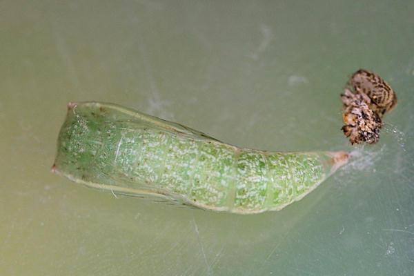 Cyclophora ruficiliaria: Bild 35