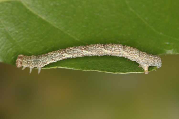 Cyclophora ruficiliaria: Bild 15