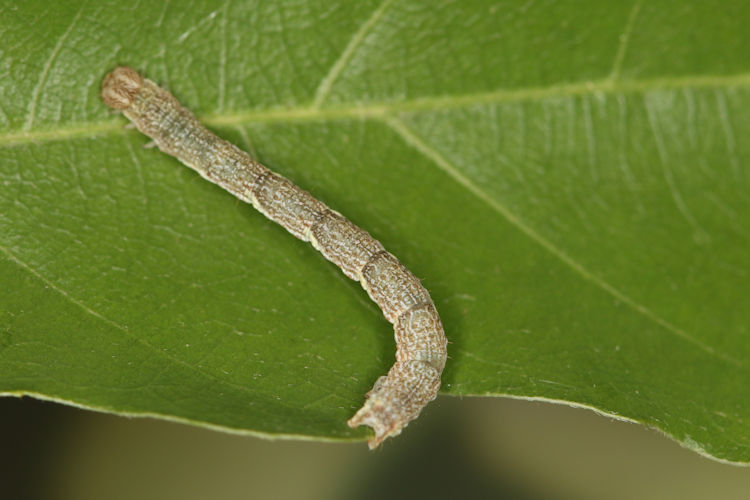 Cyclophora ruficiliaria: Bild 16