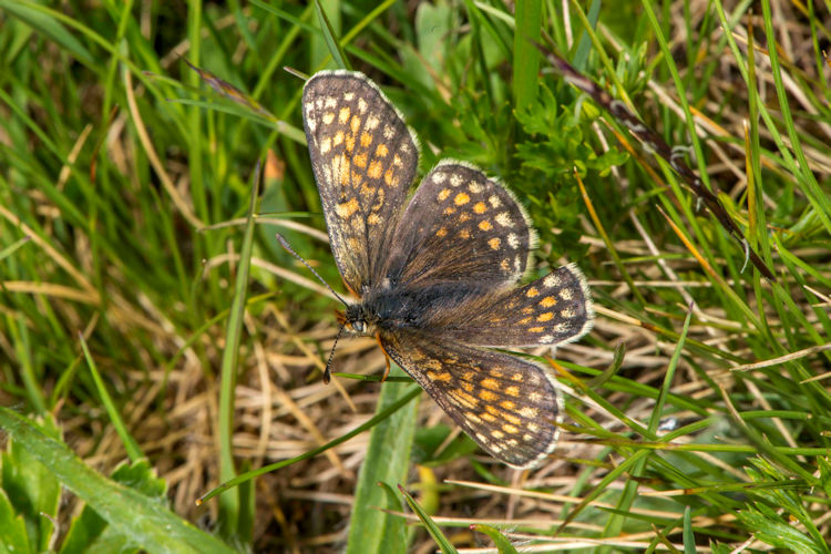 Melitaea asteria: Bild 3