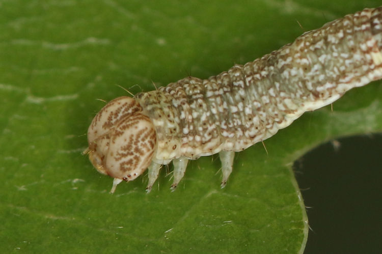 Cyclophora ruficiliaria: Bild 17