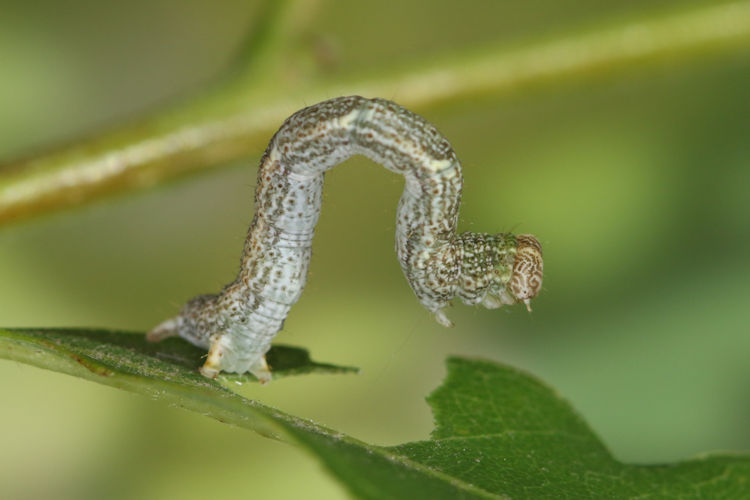 Cyclophora ruficiliaria: Bild 18
