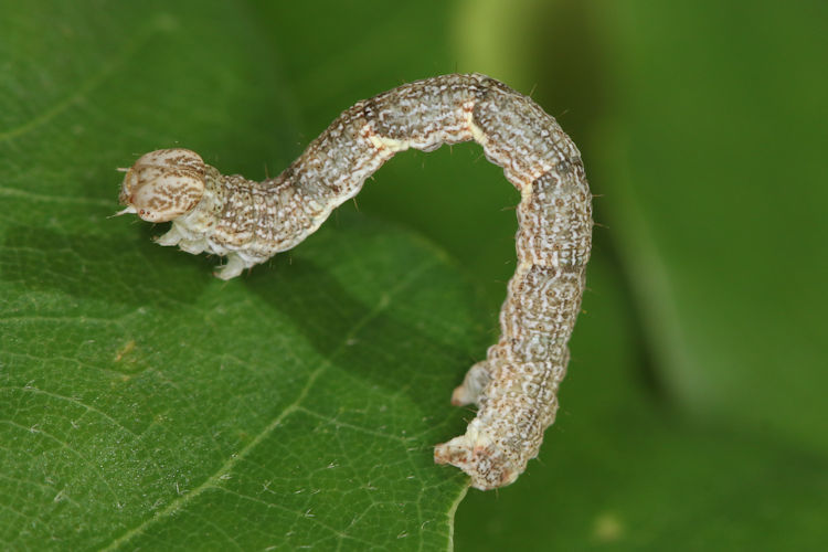 Cyclophora ruficiliaria: Bild 19