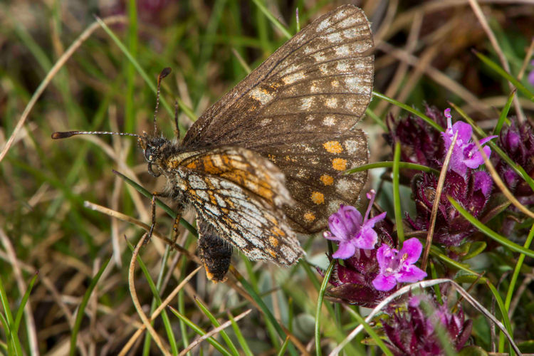 Melitaea asteria: Bild 5