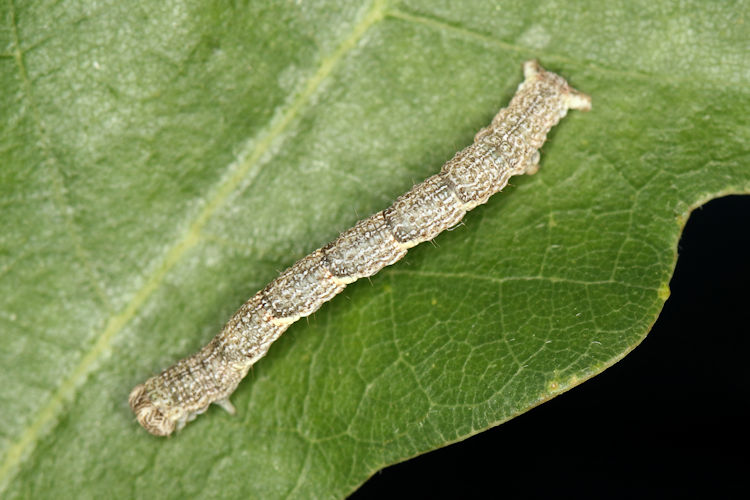 Cyclophora ruficiliaria: Bild 27