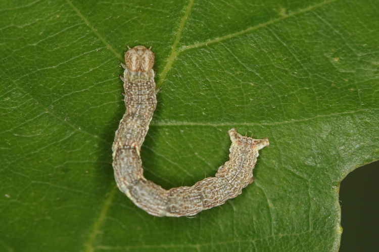 Cyclophora ruficiliaria: Bild 21