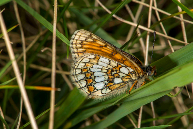 Melitaea asteria: Bild 8