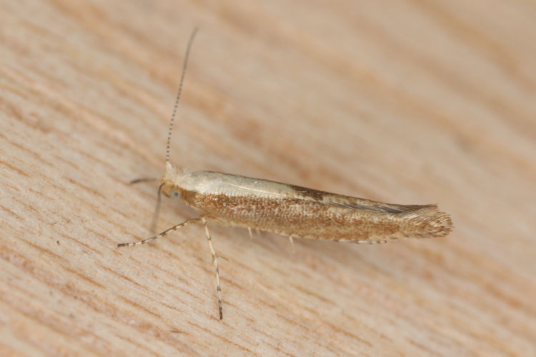 Argyresthia albistria: Bild 6