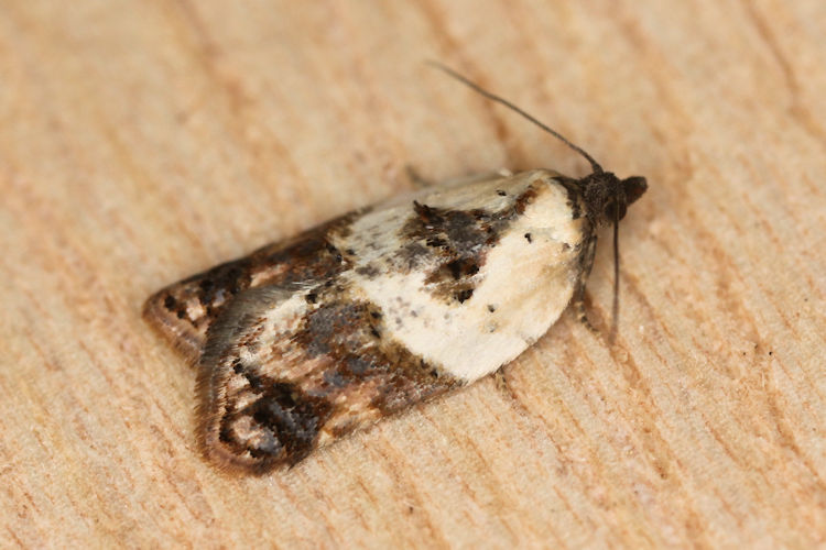 Acleris variegana: Bild 4