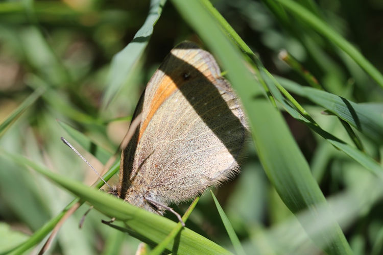 Erebia claudina: Bild 2