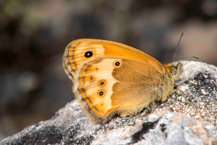 Cyclophora suppunctaria: Bild 30