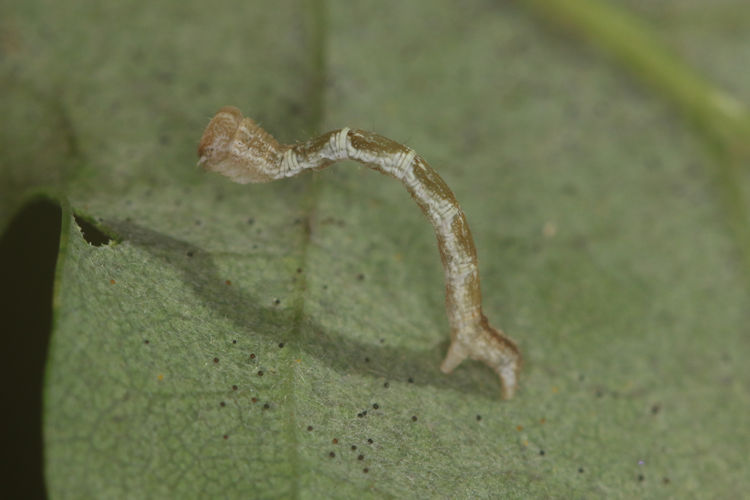 Cyclophora suppunctaria: Bild 16