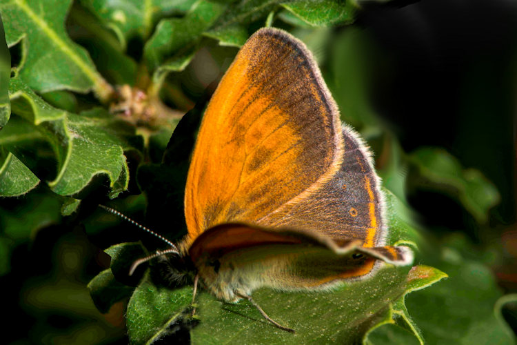 Cyclophora suppunctaria: Bild 17