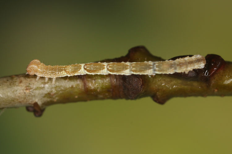 Cyclophora suppunctaria: Bild 20