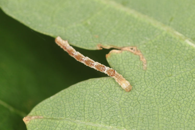 Cyclophora puppillaria: Bild 22