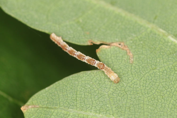 Cyclophora puppillaria: Bild 33