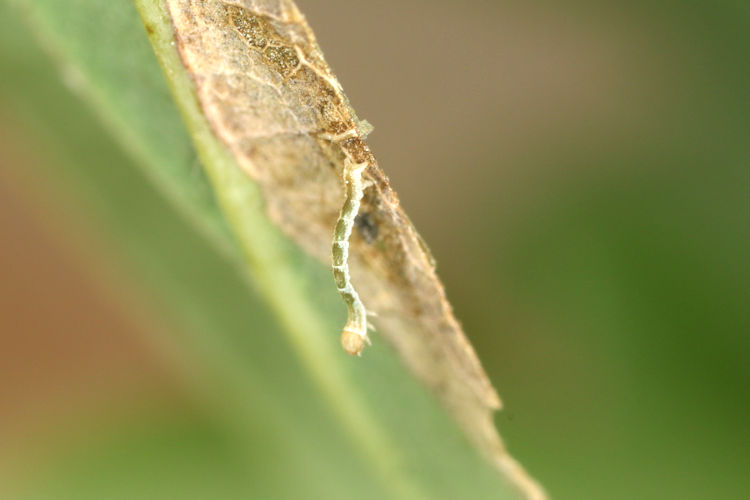 Cyclophora puppillaria: Bild 10