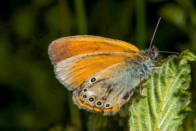 Cyclophora puppillaria: Bild 20