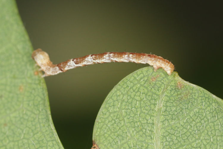 Cyclophora puppillaria: Bild 20