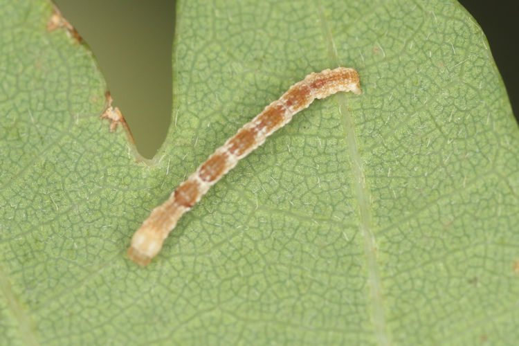 Cyclophora puppillaria: Bild 21