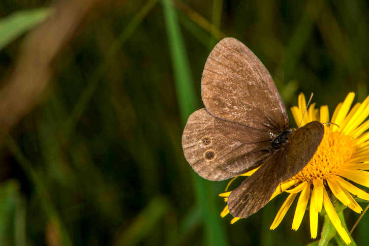 Coenonympha oedippus rhenana: Bild 2