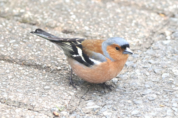 Fringilla coelebs: Bild 2