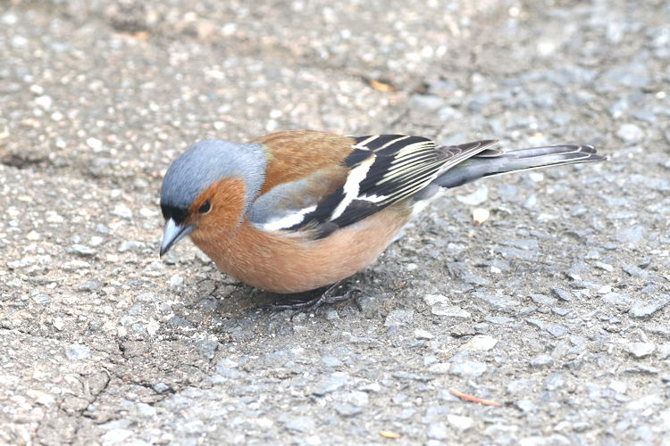 Fringilla coelebs: Bild 3