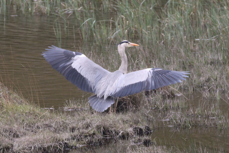 Ardea cinerea: Bild 6