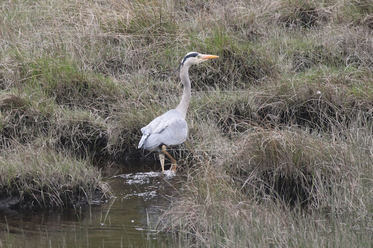 Ardea cinerea: Bild 7