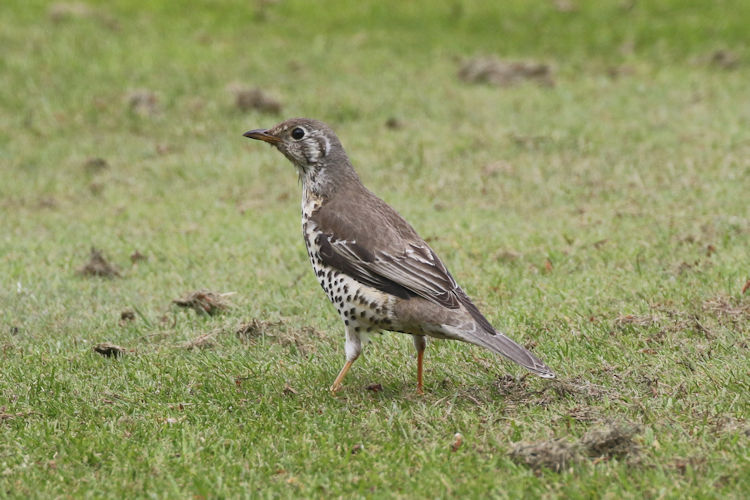 Turdus viscivorus: Bild 1