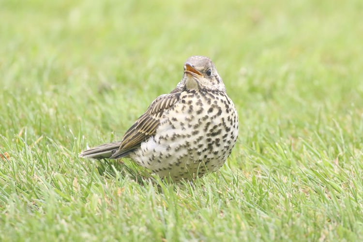 Turdus viscivorus: Bild 2