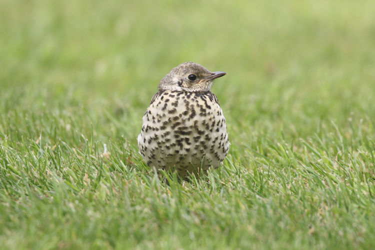 Turdus viscivorus: Bild 3