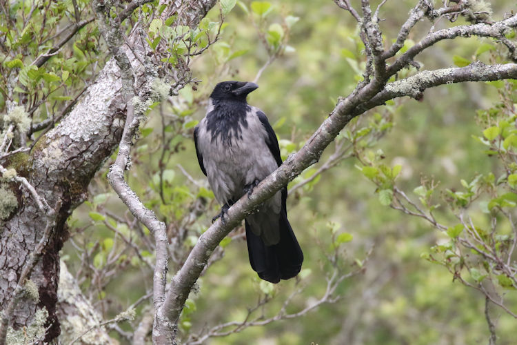 Corvus cornix: Bild 2