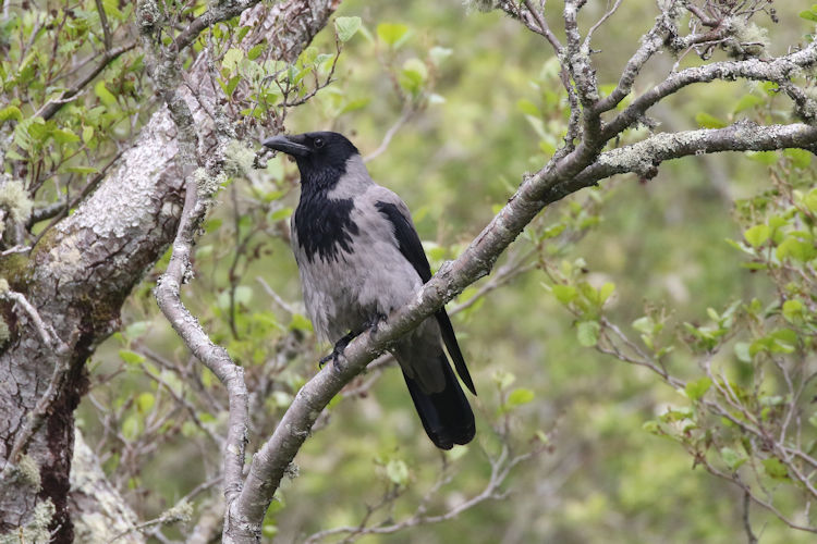 Corvus cornix: Bild 3