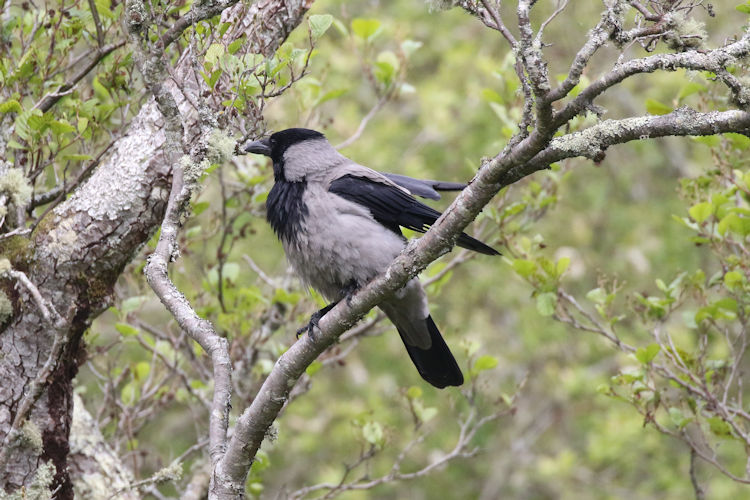 Corvus cornix: Bild 4