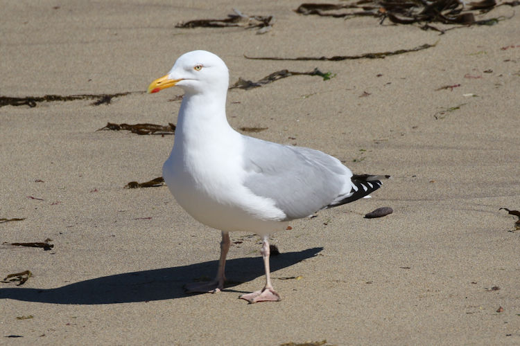 Larus argentatus: Bild 1