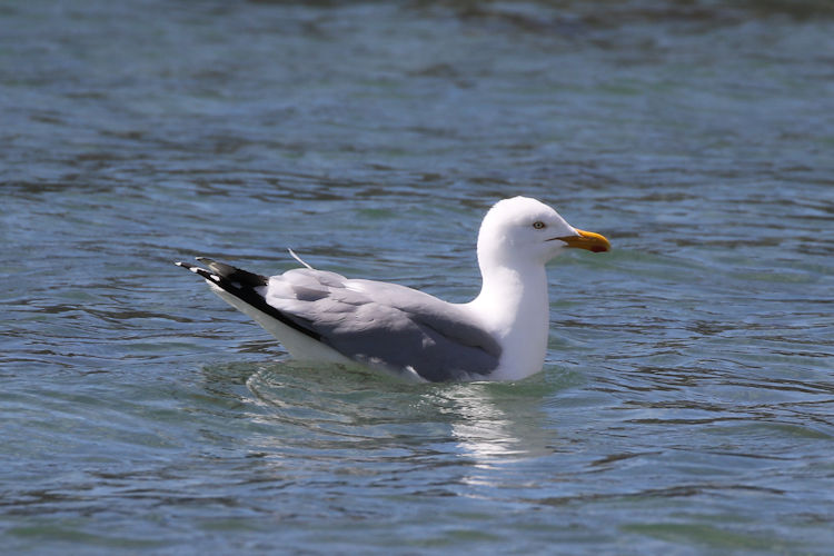 Larus argentatus: Bild 2