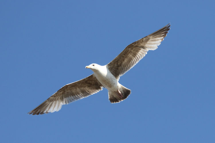 Larus argentatus: Bild 3