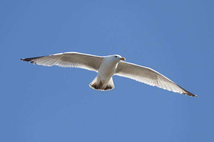 Larus argentatus: Bild 4