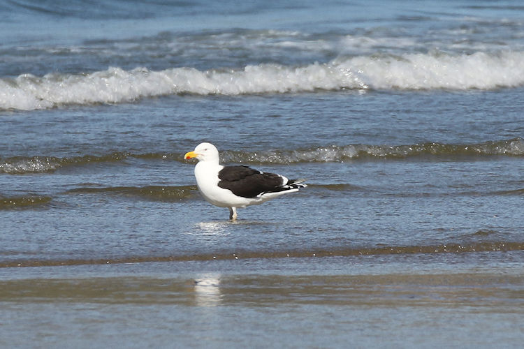 Larus marinus: Bild 4