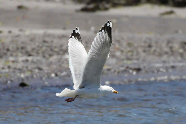 Larus argentatus: Bild 6