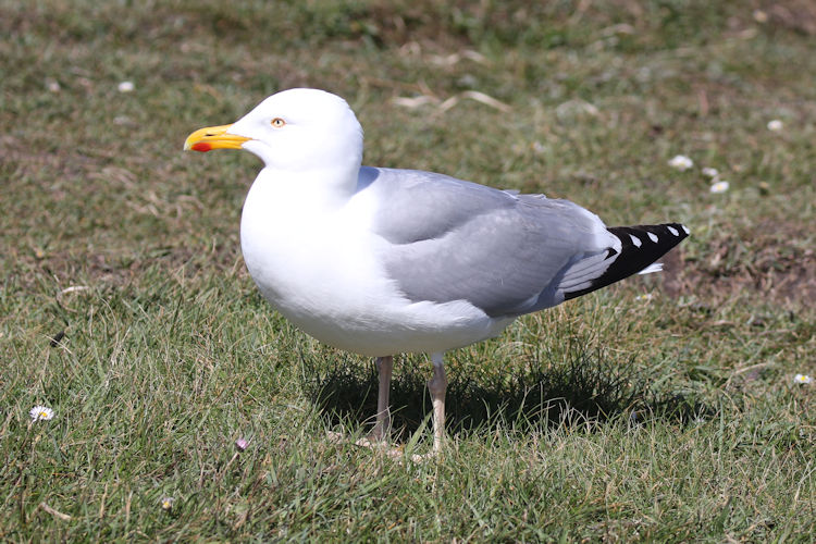 Larus argentatus: Bild 7