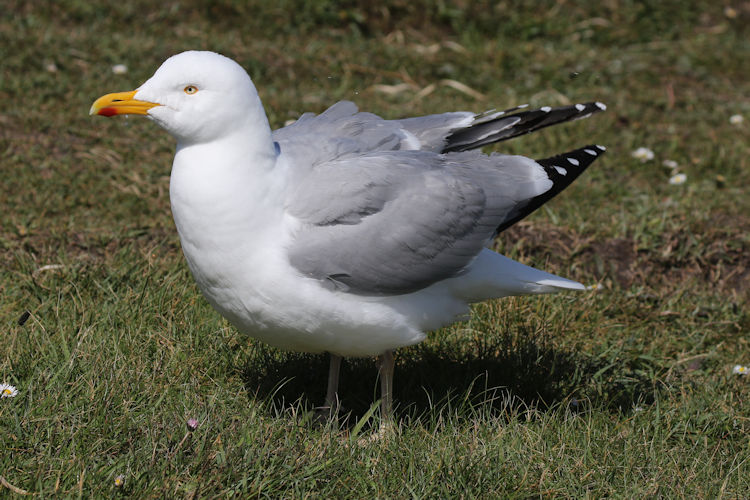 Larus argentatus: Bild 10