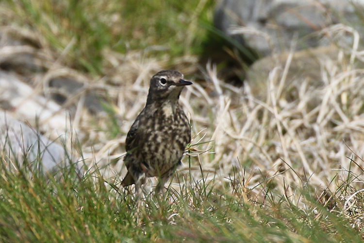 Anthus petrosus: Bild 2