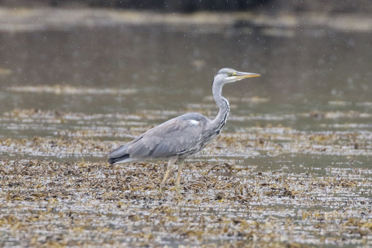 Ardea cinerea: Bild 9