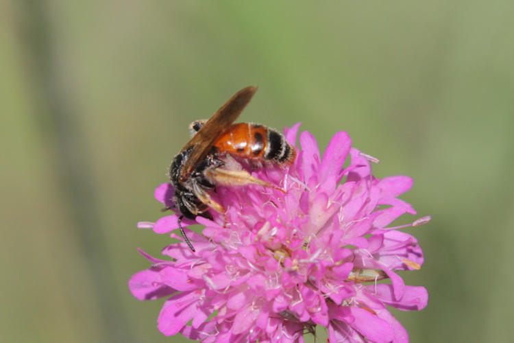 Andrena hattorfiana: Bild 2