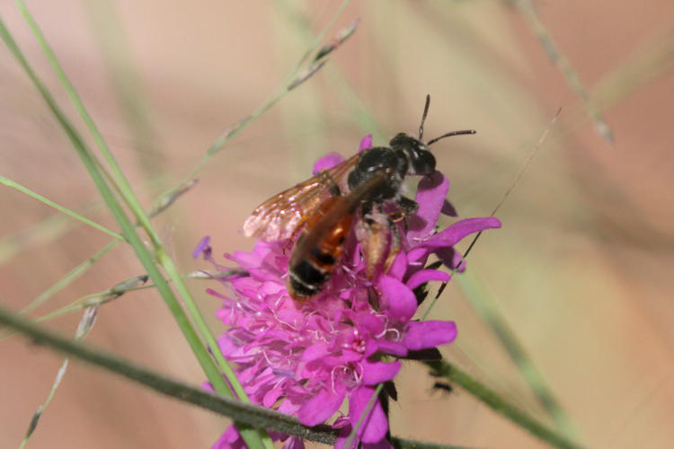 Andrena hattorfiana: Bild 4