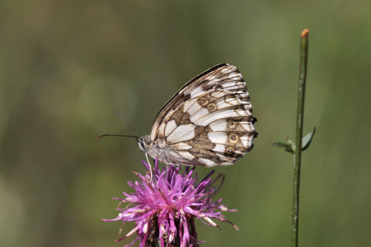 Melanargia galathea: Bild 21